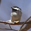 Black-Capped Chickadee