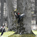 Flying Pileateds