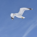 Soaring Seagull